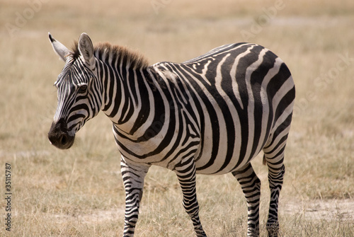 Zebra at Amboseli National Park  Kenya