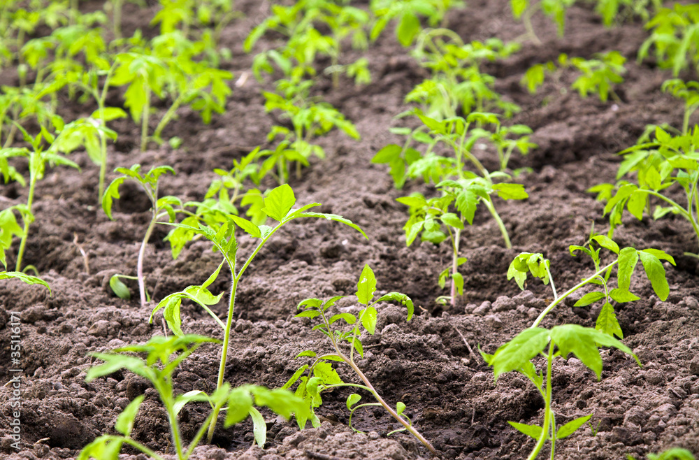 Small agricultural site on which grow up tomatoes Small agricultural site on which grow up tomatoes