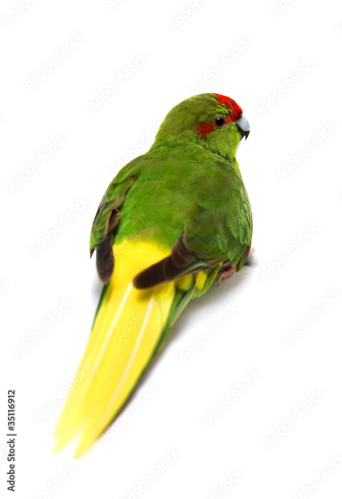 Red-fronted Kakariki parakeet (Cyanoramphus novaezelandiae)
