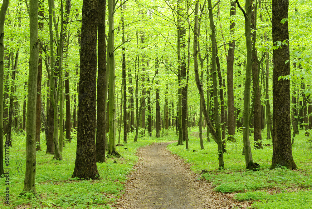 forest forest