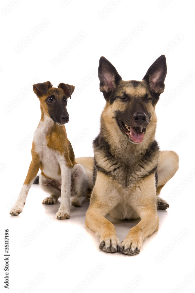 The East European sheep-dog on with White fox-terrier The East European sheep-dog on with White fox-terrier