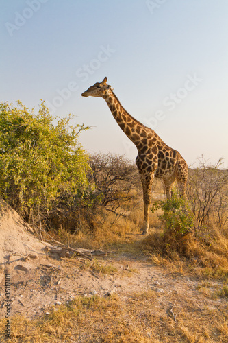 Giraffenmutter  Giraffa camelopardalis