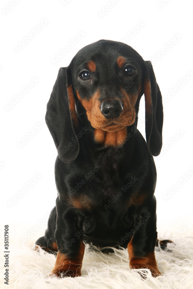 Dachshund puppy in front of white background
