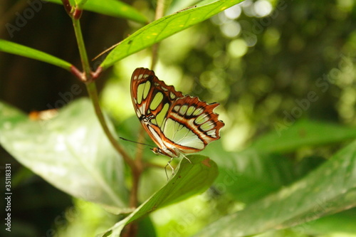 Farfalla