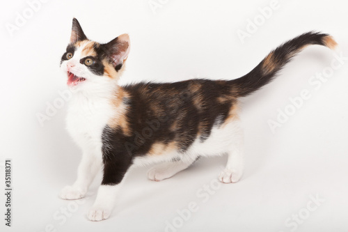 Young cat isolated on white