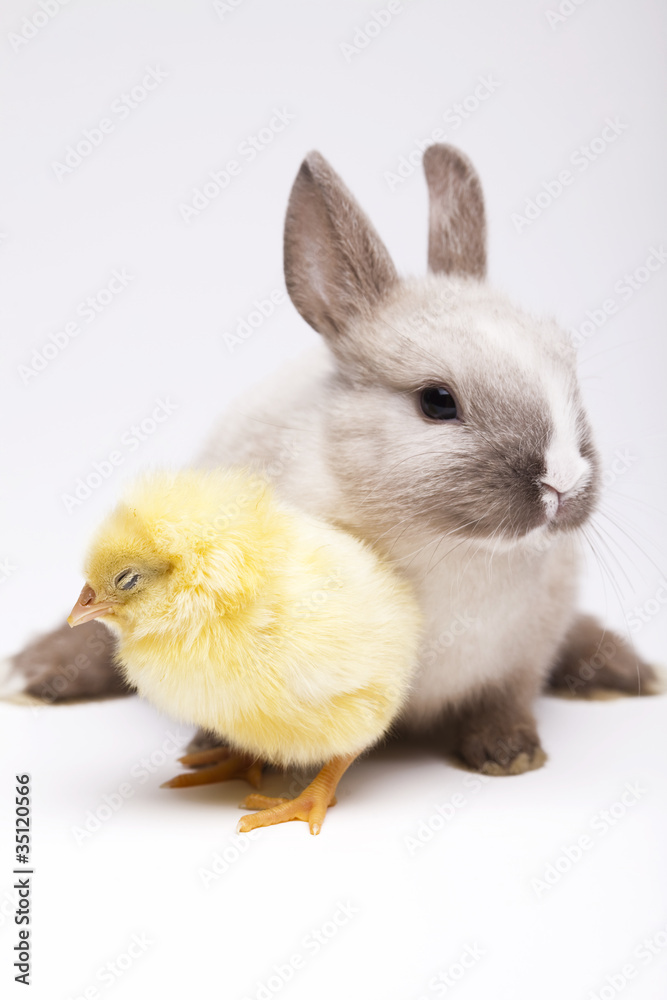 Easter bunny on chick