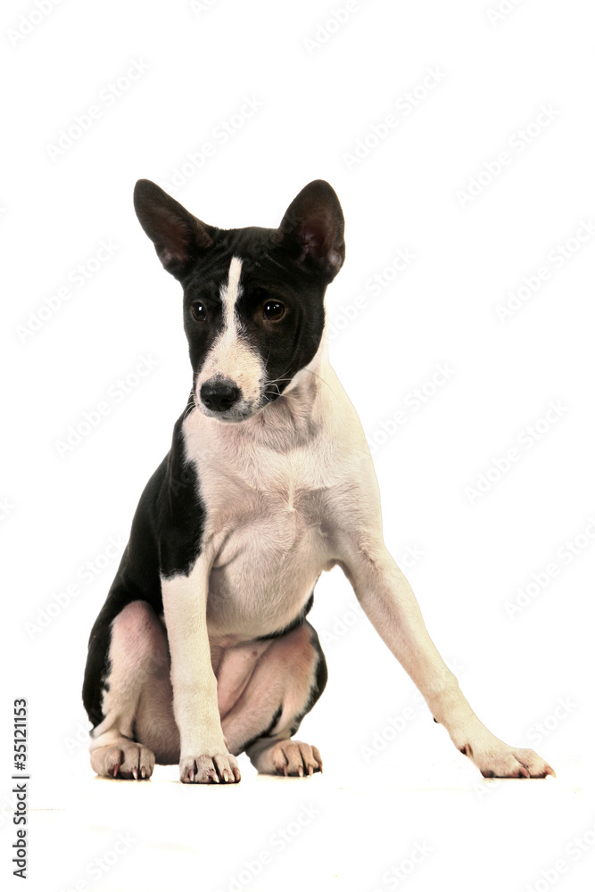 Basenji puppy, 4 months, on the white background