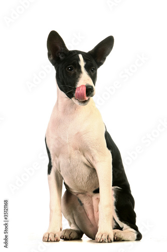 Basenji puppy  4 months  on the white background