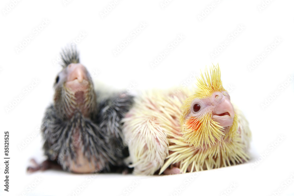 Fototapeta premium Two Baby cocktails parakeet. Isolated on white