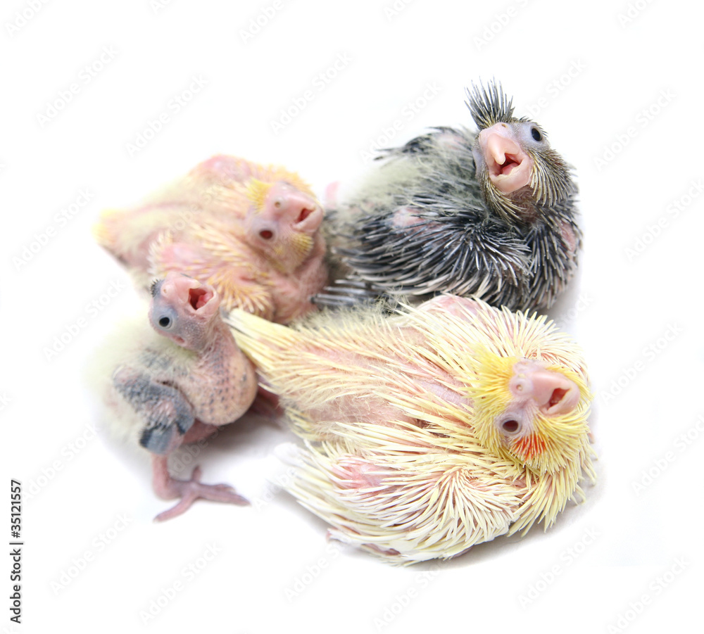 Fototapeta premium Four Baby cocktails parakeet. Isolated on white