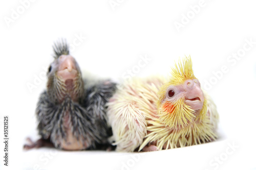 Two Baby cocktails parakeet. Isolated on white