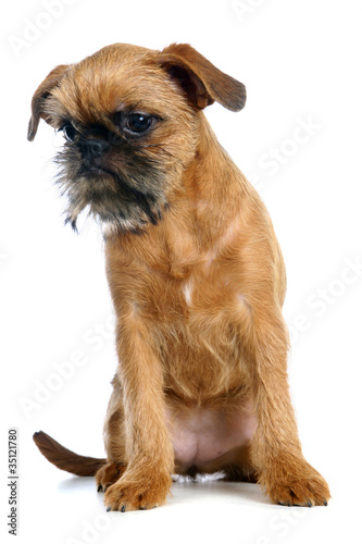 Griffon Bruxellois (puppy) on the white background © Farinoza