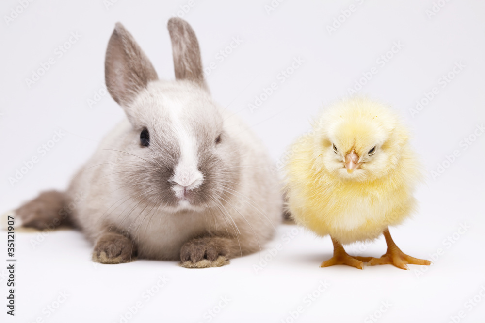 Easter Chick and bunny
