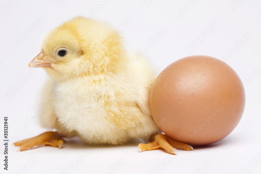 Fototapeta premium Young Chick
