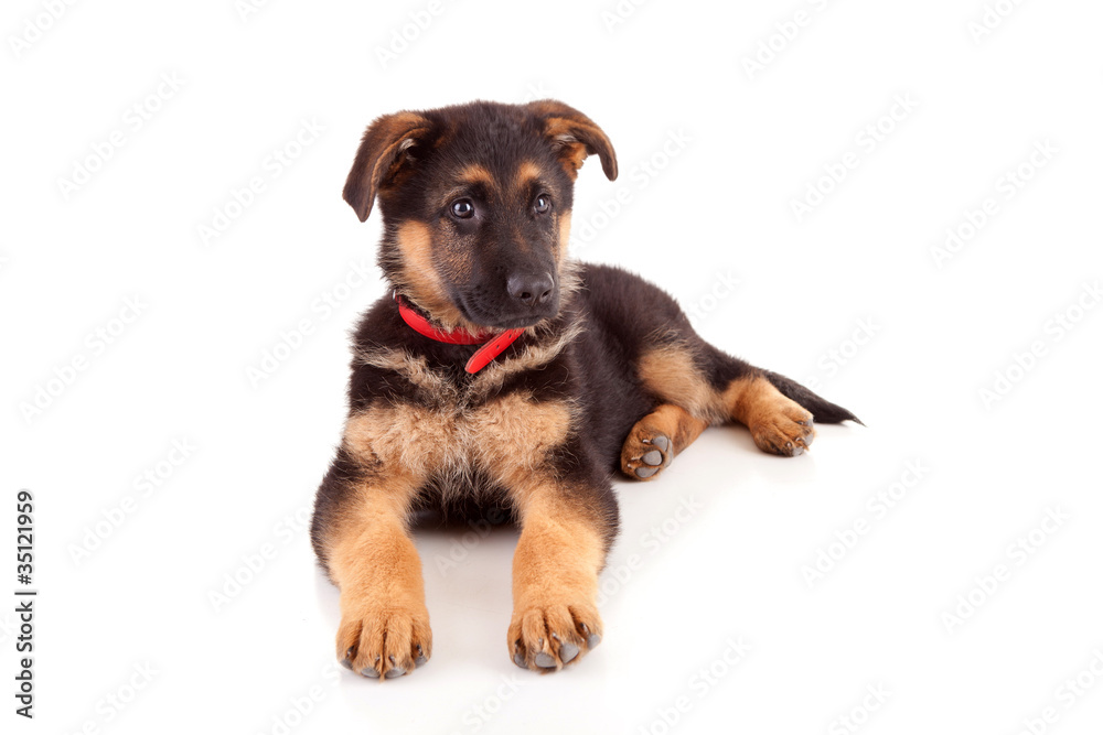 Obraz premium Baby german shepherd