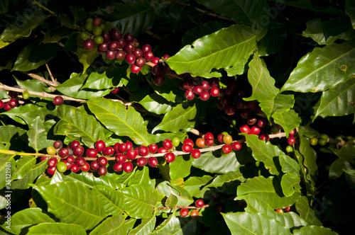 grãos de café