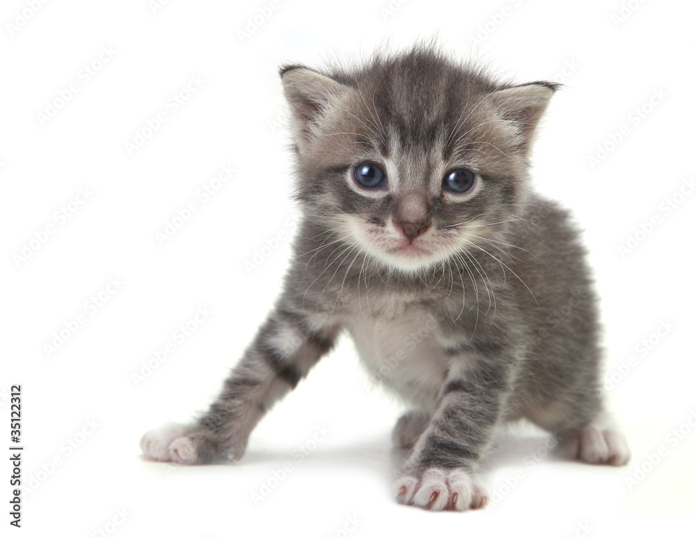 Obraz premium Baby Cute Kitten on a White Background