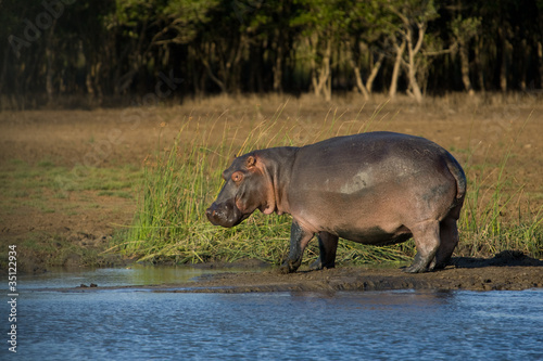 Large hippo next to a river