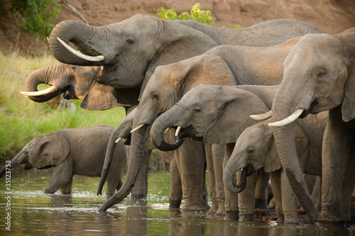 Canvas Print Drinking african elephants