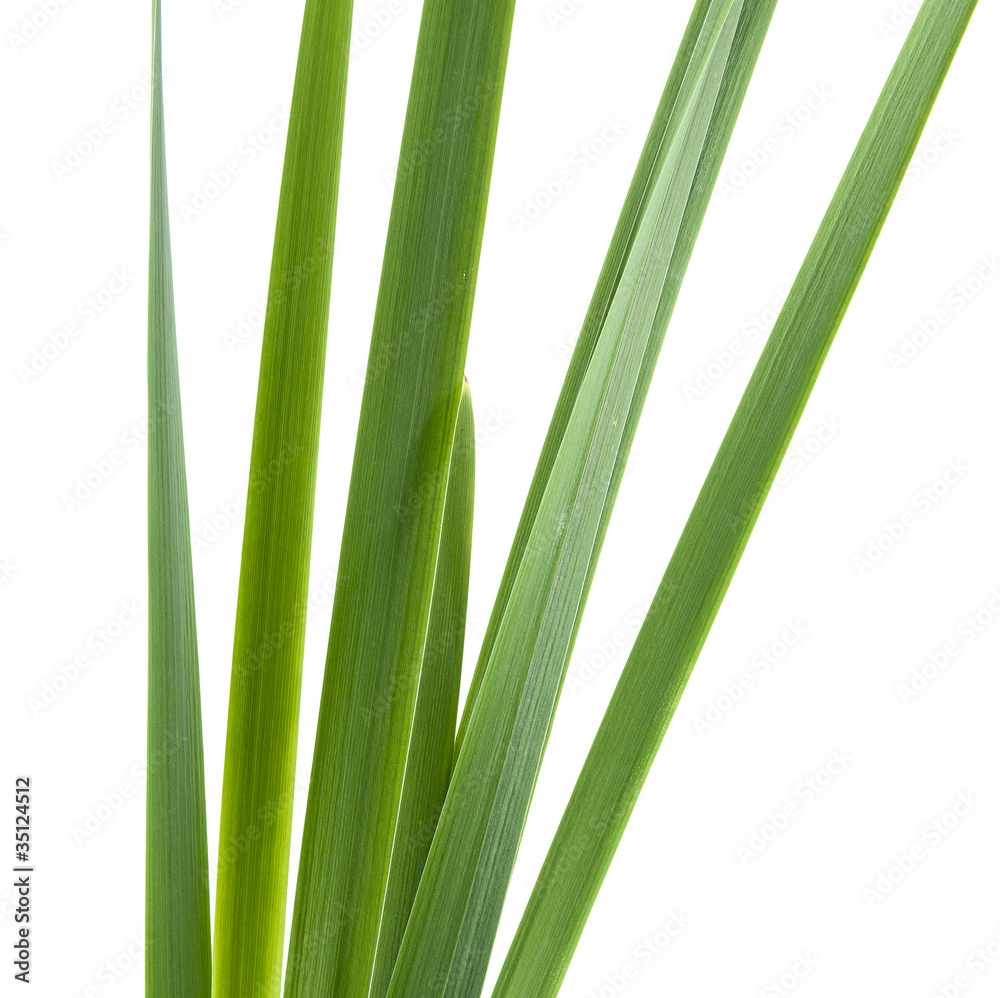stalks stalks