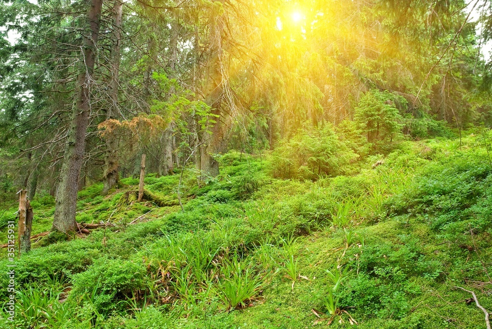 Fototapeta premium sun rays pushing through a green forest