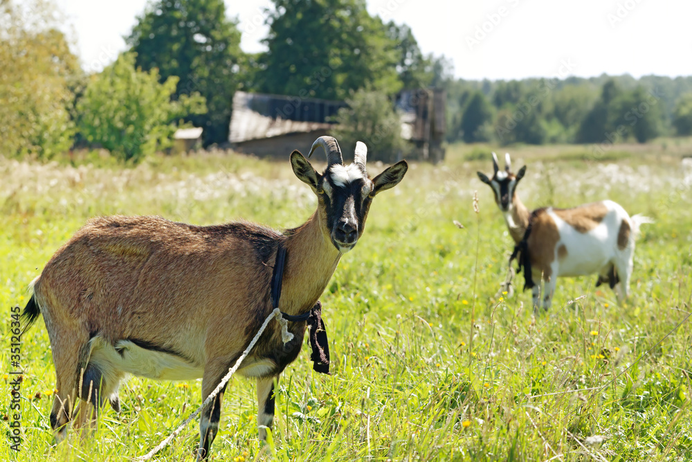 two goats graze in the meadow two goats graze in the meadow