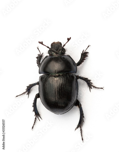 Dor beetle photo