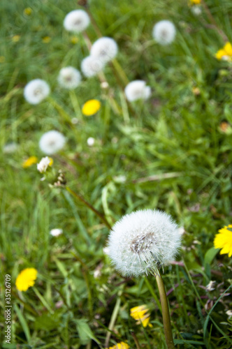 Dandelion flowers