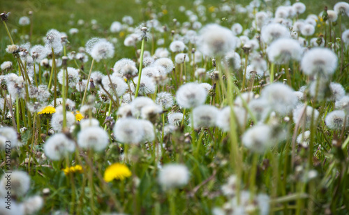 Dandelion flowers