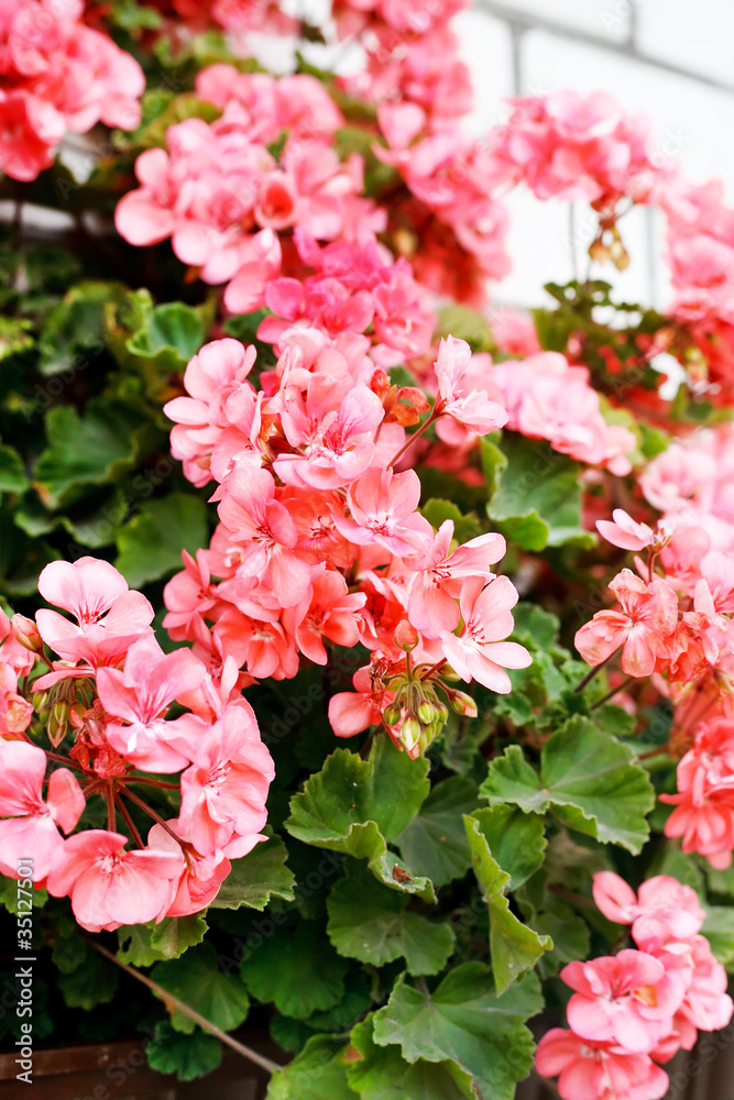 Fototapeta premium beauty pink geranium