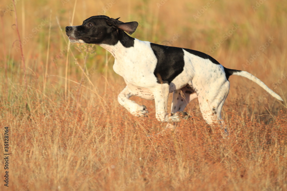 young pointer over cultivated wheat field
