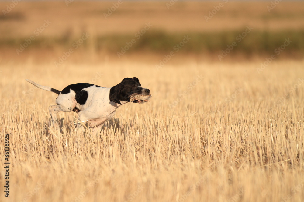 young pointer with quail in mouth young pointer with quail in mouth