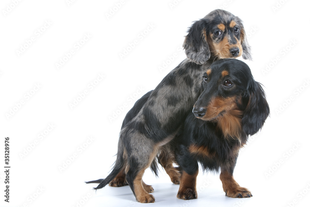 chiot teckel grimpant sur le dos de sa maman chiot teckel grimpant sur le dos de sa maman