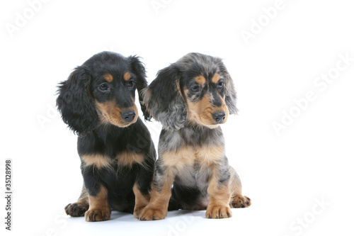 Fototapeta Naklejka Na Ścianę i Meble -  deux chiots teckels attendrissants