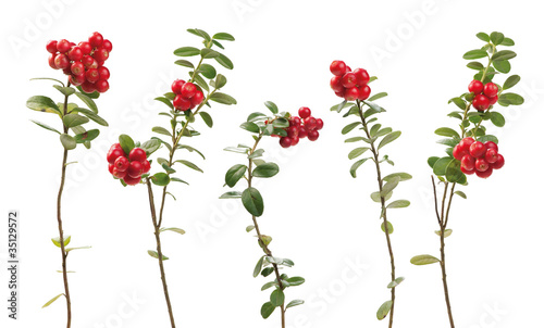 Cowberry twigs