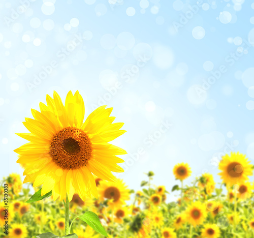 Sunflowers