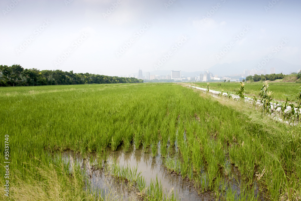 Obraz premium rice farm