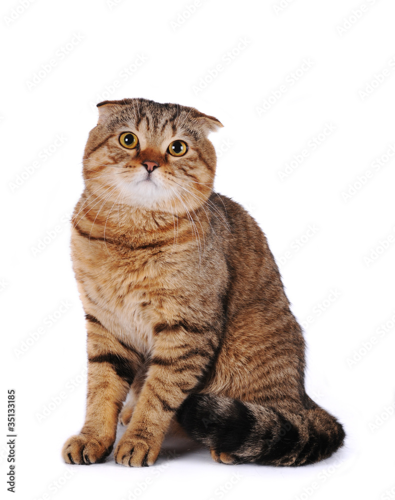 Scottish fold cat sitting isolated on white background Stock Photo | Adobe  Stock