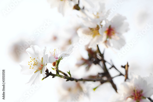 almond blossom