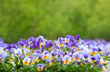 Fototapete Veilchen Lila und weiße Stiefmütterchen Blüten  © glenkar