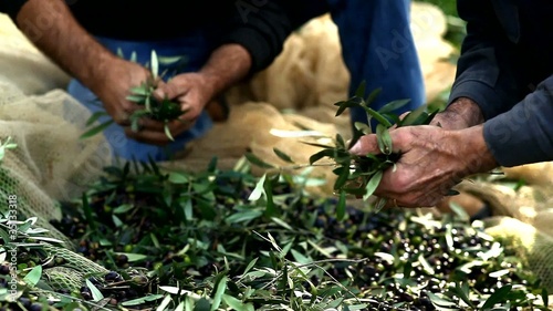 Farmers selecting olives to make olive oil