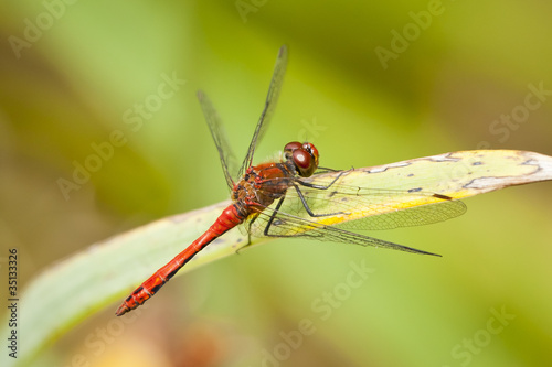 dragonfly © magann