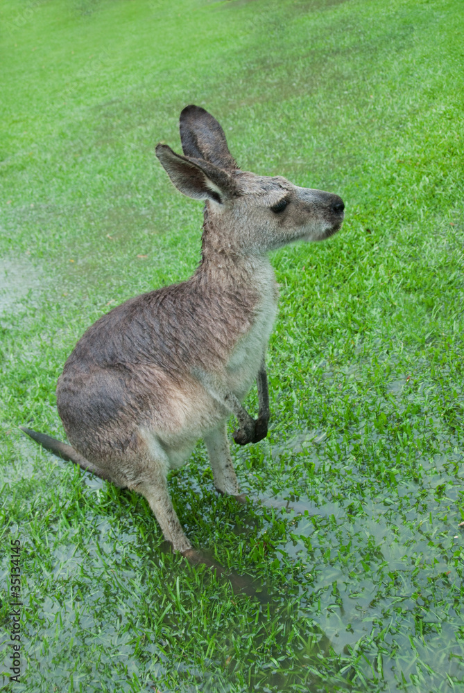 Soaked Kangaroo With Barely Visible Feet Soaked Kangaroo With Barely Visible Feet