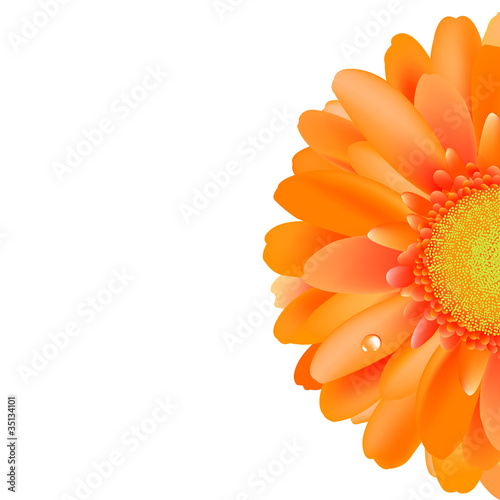 Fototapeta Naklejka Na Ścianę i Meble -  Orange Gerber With Water Drop