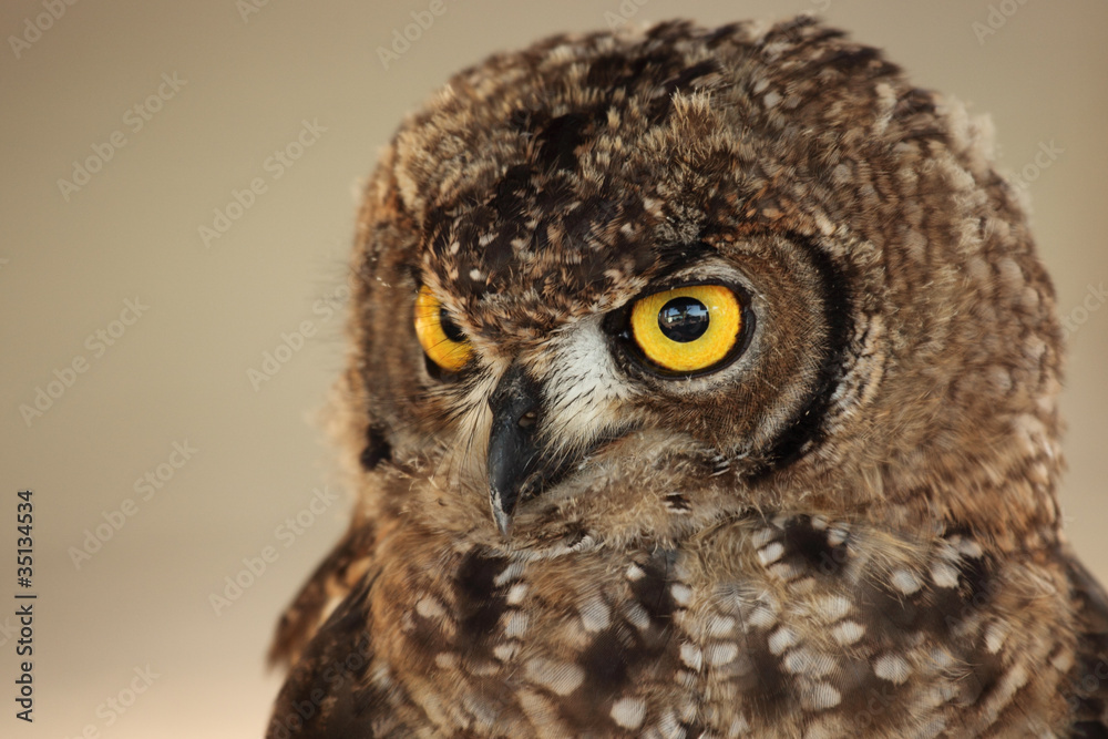 Owl portrait Owl portrait