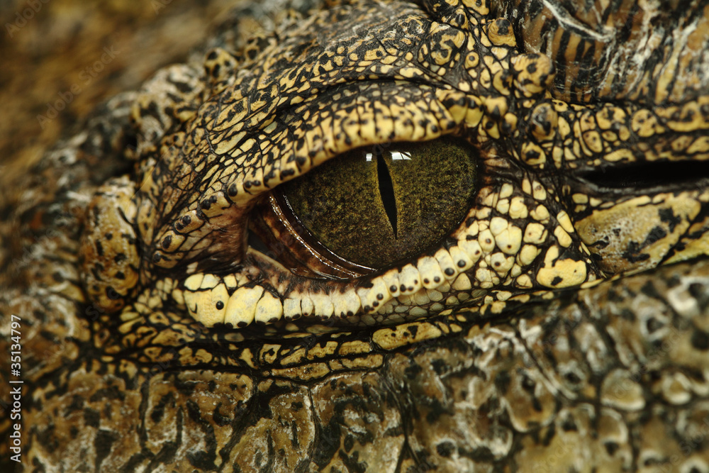 Naklejka premium crocodile