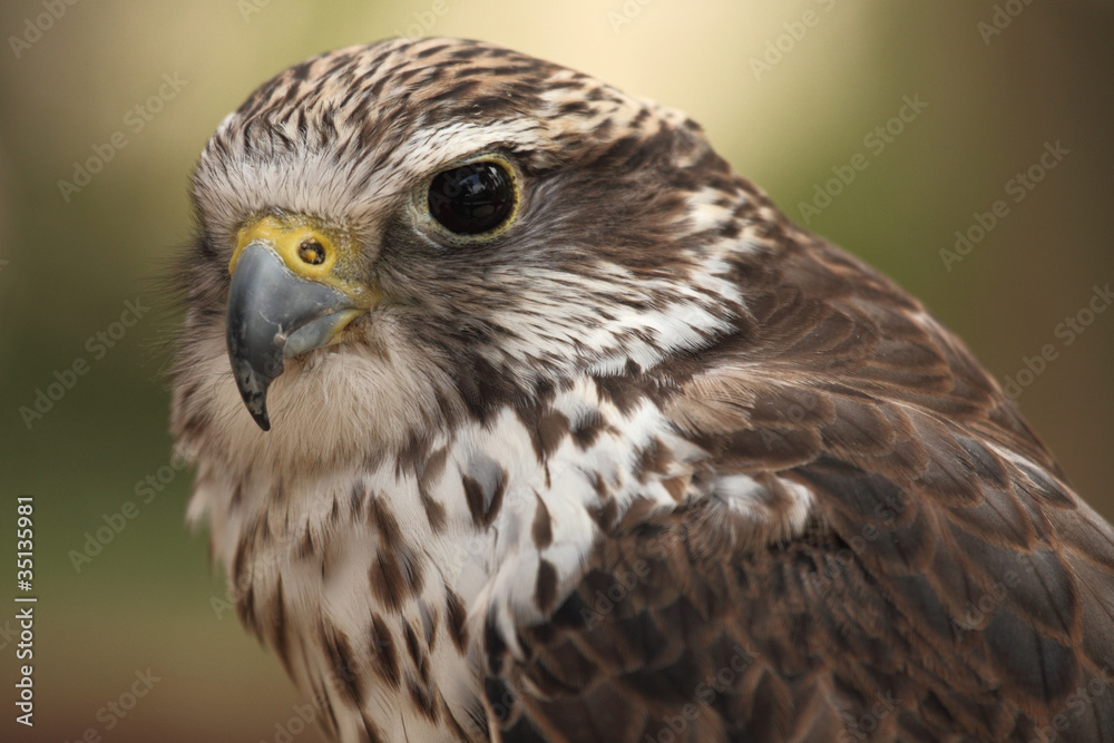 hawk hawk