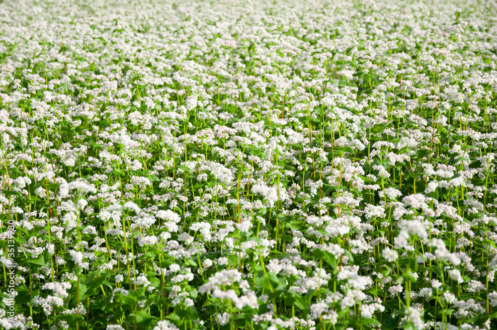 Field with blossoming buckwheat.