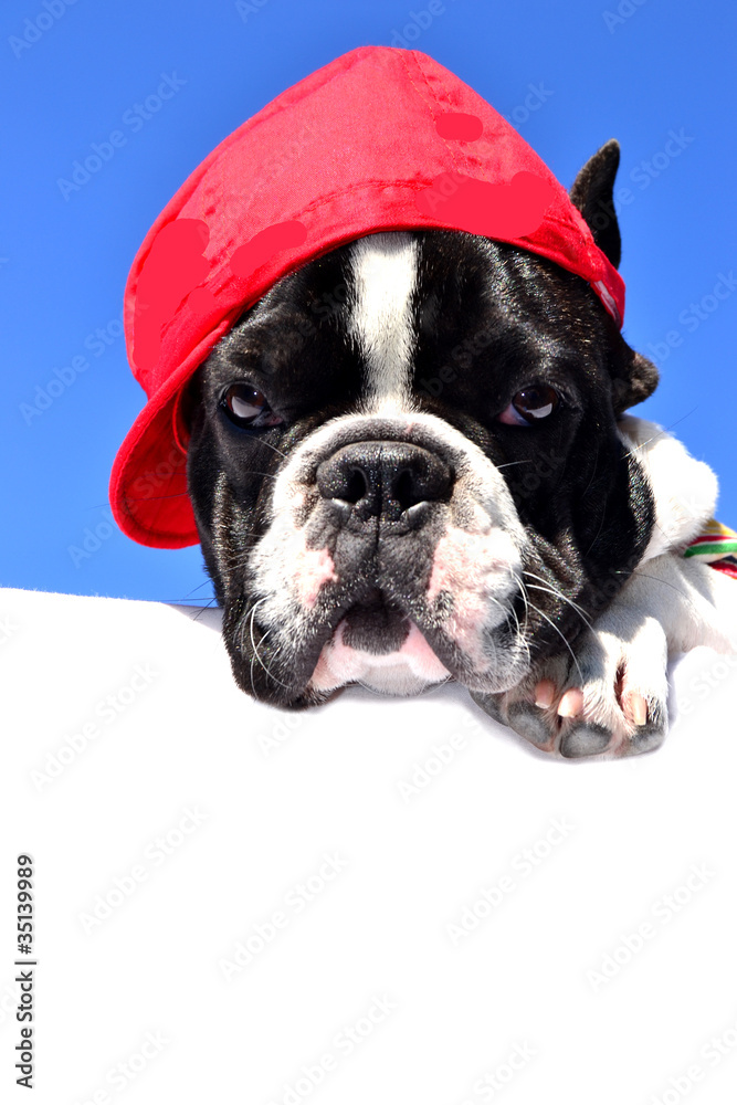Hund mit Mütze