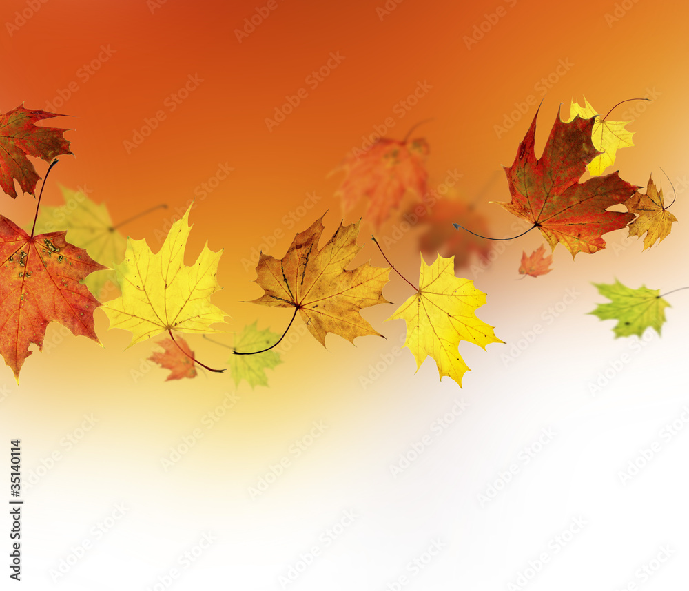 Fototapeta premium Autumn